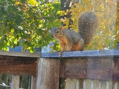 Sciurus niger