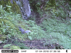 Sciurus oculatus tolucae