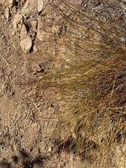 Baccharis sergiloides