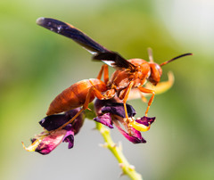 Polistes carolina