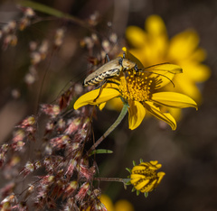 Chauliognathus misellus