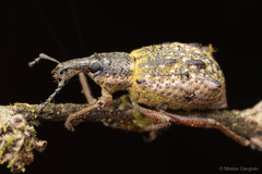 Hybreoleptops tuberculifer