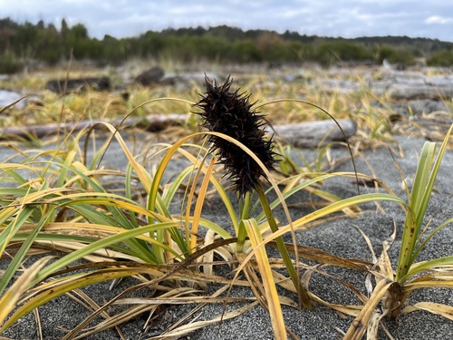 Carex macrocephala iNat (1)