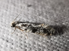 Nemapogon variatella