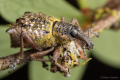 Hybreoleptops tuberculifer