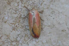 Ptyoptila matutinella