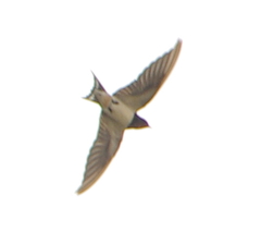 Hirundo rustica gutturalis
