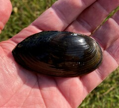 Utterbackia imbecillis