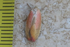 Ptyoptila matutinella