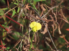 Vigna luteola