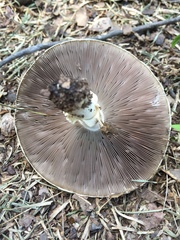 Agaricus subrufescens