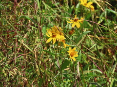 Bidens polylepis