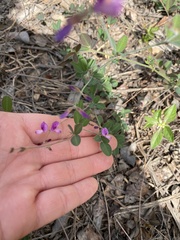 Lespedeza texana