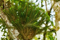 Phlegmariurus mandiocanus