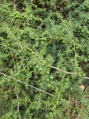 Asparagus acutifolius
