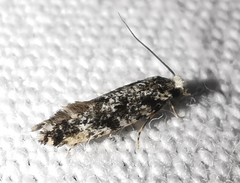 Nemapogon variatella