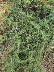 Asparagus acutifolius
