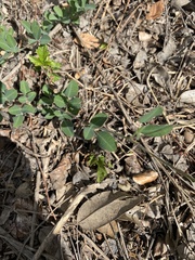 Lespedeza texana