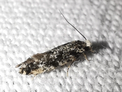 Nemapogon variatella