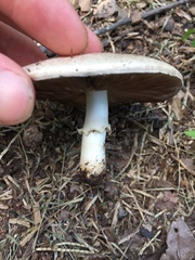 Agaricus subrufescens