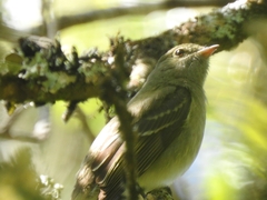 Elaenia