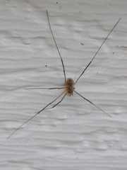 Phalangiinae