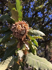 Quercus ithaburensis