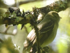 Elaenia