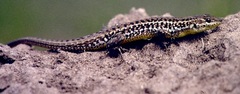 Ophisops elegans basoglui