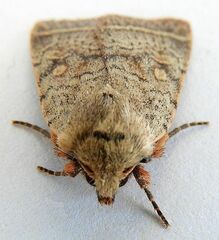 Homorthodes rectiflava