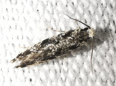 Nemapogon variatella