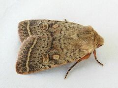 Homorthodes rectiflava