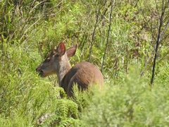 Mazama gouazoubira