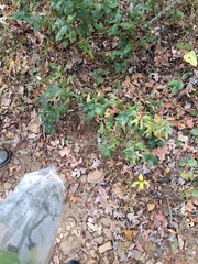 Ceanothus americanus