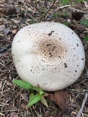 Agaricus subrufescens