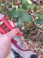Ceanothus americanus