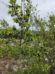 Forestiera reticulata