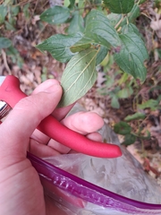 Ceanothus americanus