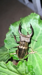 Lucanus mearesii