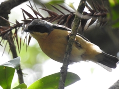 Pipraeidea melanonota