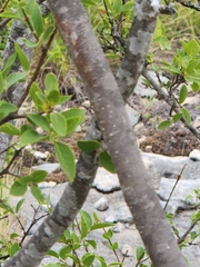 Forestiera reticulata