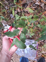 Ceanothus americanus