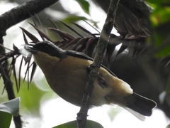 Pipraeidea melanonota