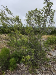 Forestiera reticulata