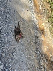Didelphis albiventris