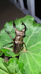 Lucanus mearesii