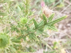 Cirsium vulgare vulgare