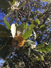 Quercus ithaburensis