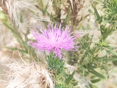 Cirsium vulgare vulgare