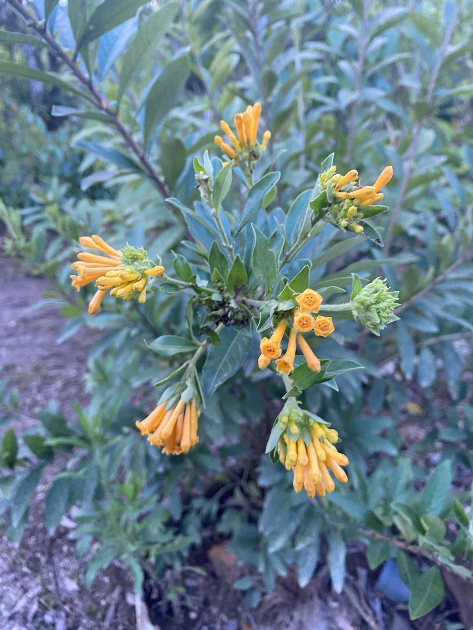 Cestrum corymbosum